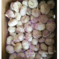 New Crop Fresh Normal White Garlic (5.0cm)